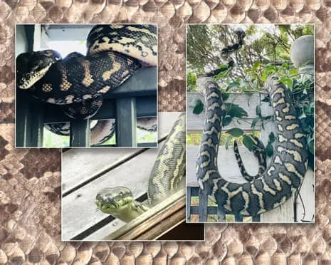 Embracing my Reptiles in the Overhead Space: A Journey from Dread to Fascination